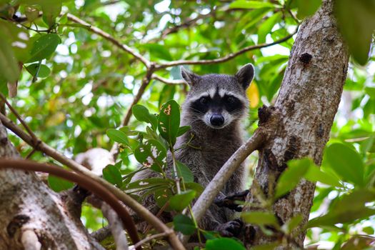 A curious raccoon peeking through vibrant leaves in Merida, Mexico's rich forest canopy.