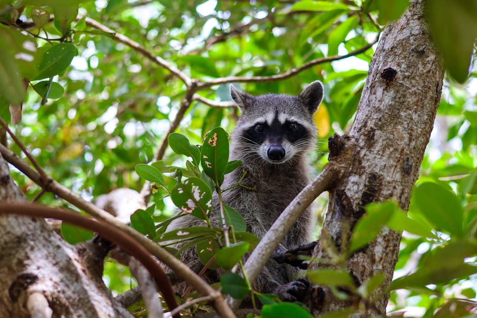Jungle Activities and Guides: Exploring Zip Lining in the Canopy