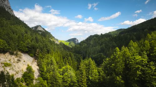 Free Beautiful view of the dense Alpine forest in Salzburg, Austria. Stock Photo