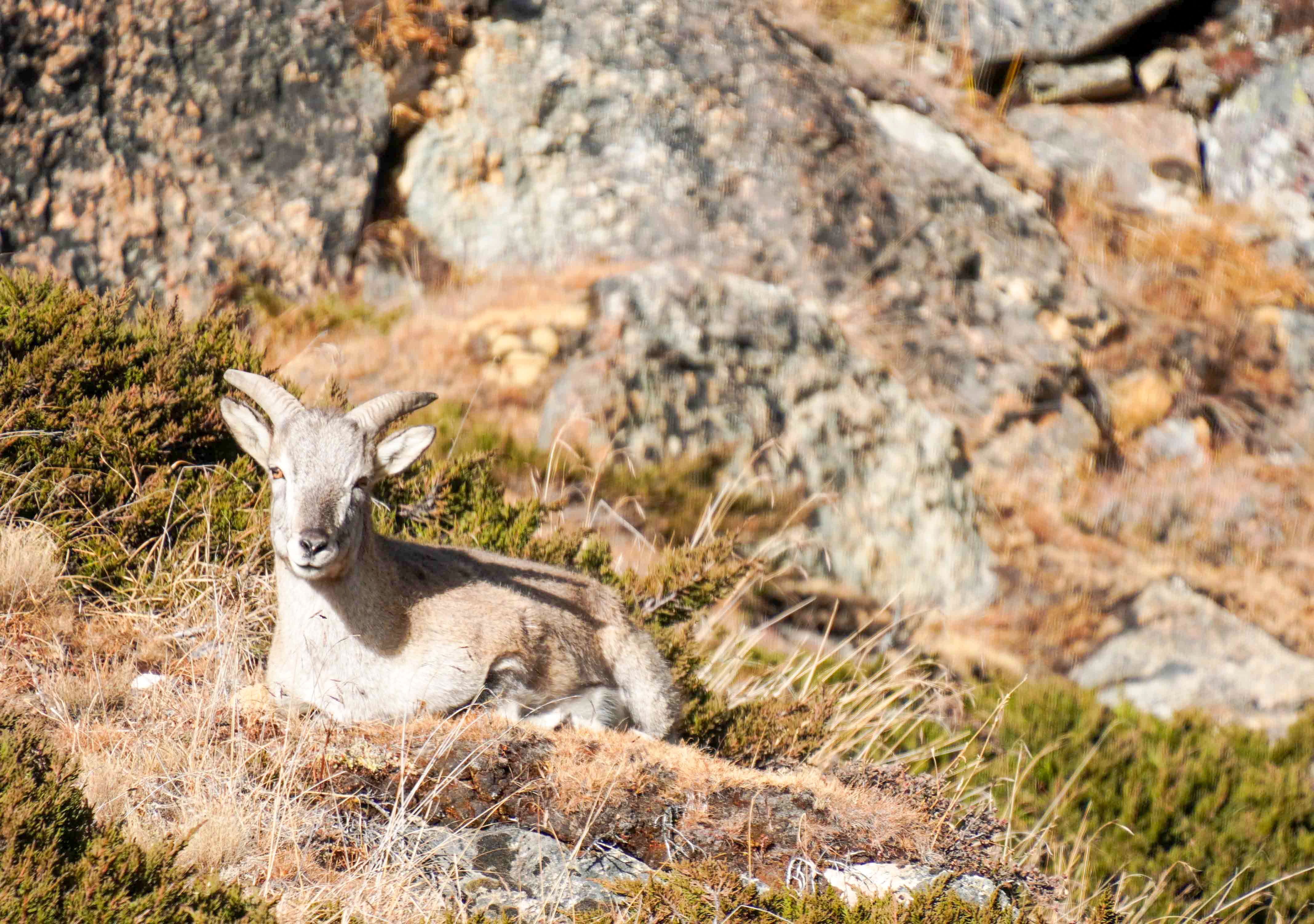 A wild goat rests peacefully on a rocky mountainside, basking in natural light.