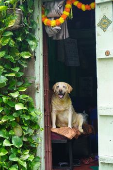 Friendly Labrador sitting in a colorful doorway with green plants and marigold garland.