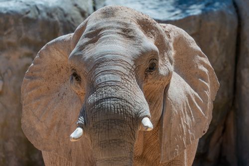 Free Detailed portrait of an African elephant at Valencia zoo highlighting its textured skin and large ears. Stock Photo