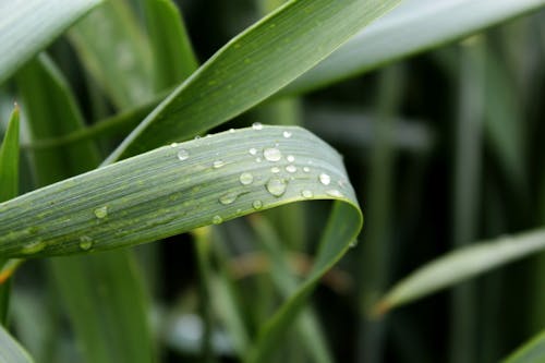 Foto d'estoc gratuïta de gotes d'aigua, macro, planta