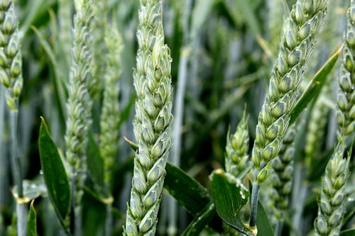 Free stock photo of macro, plant, wheat