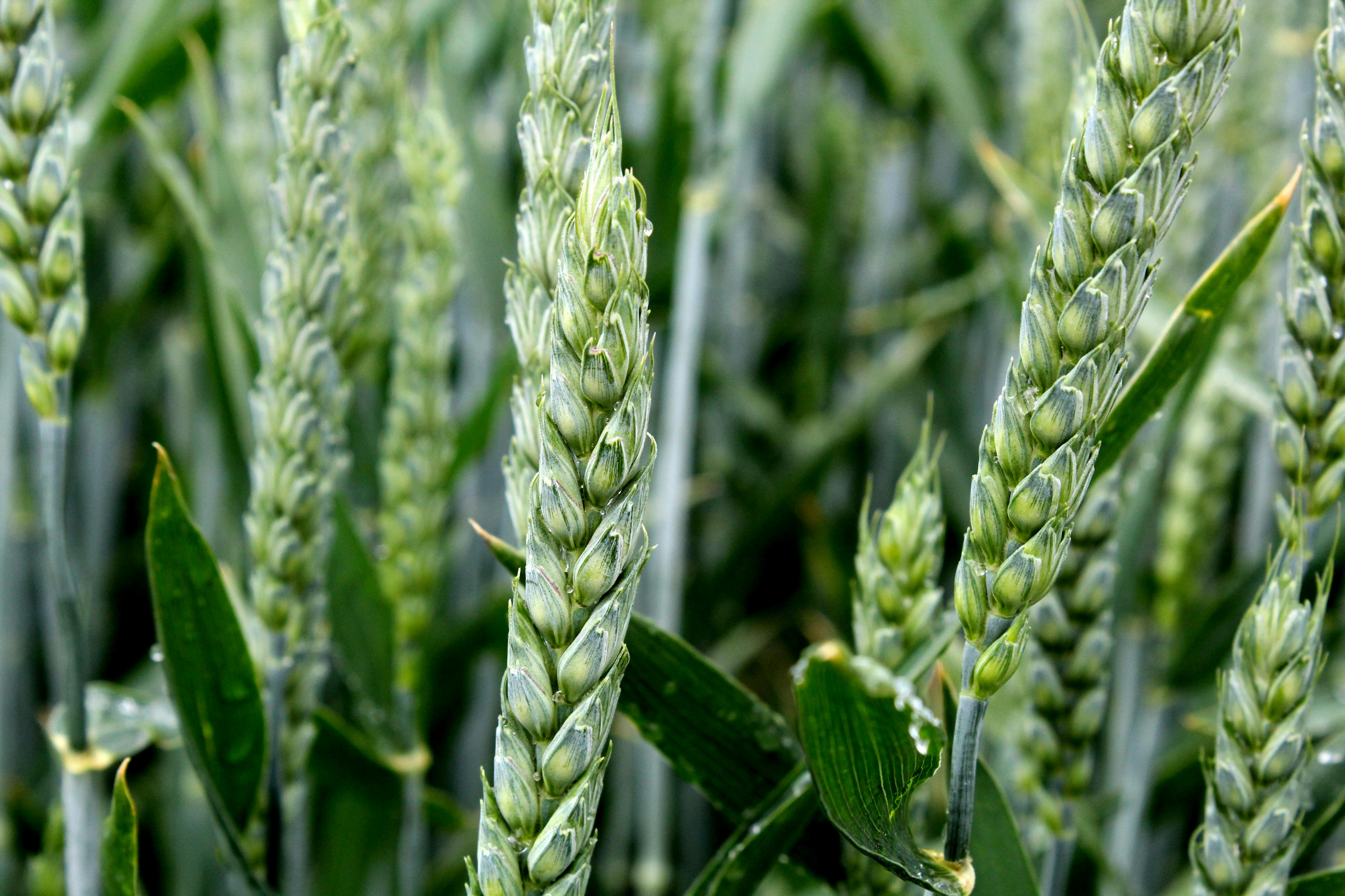 What Does A Wheat Plant Look Like