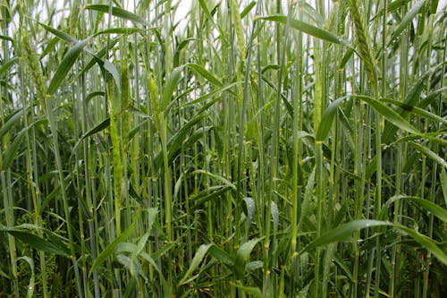 Free stock photo of close-up, wheat