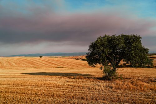 Free A lone tree stands in a vast golden wheat field under a dramatic sky. Stock Photo