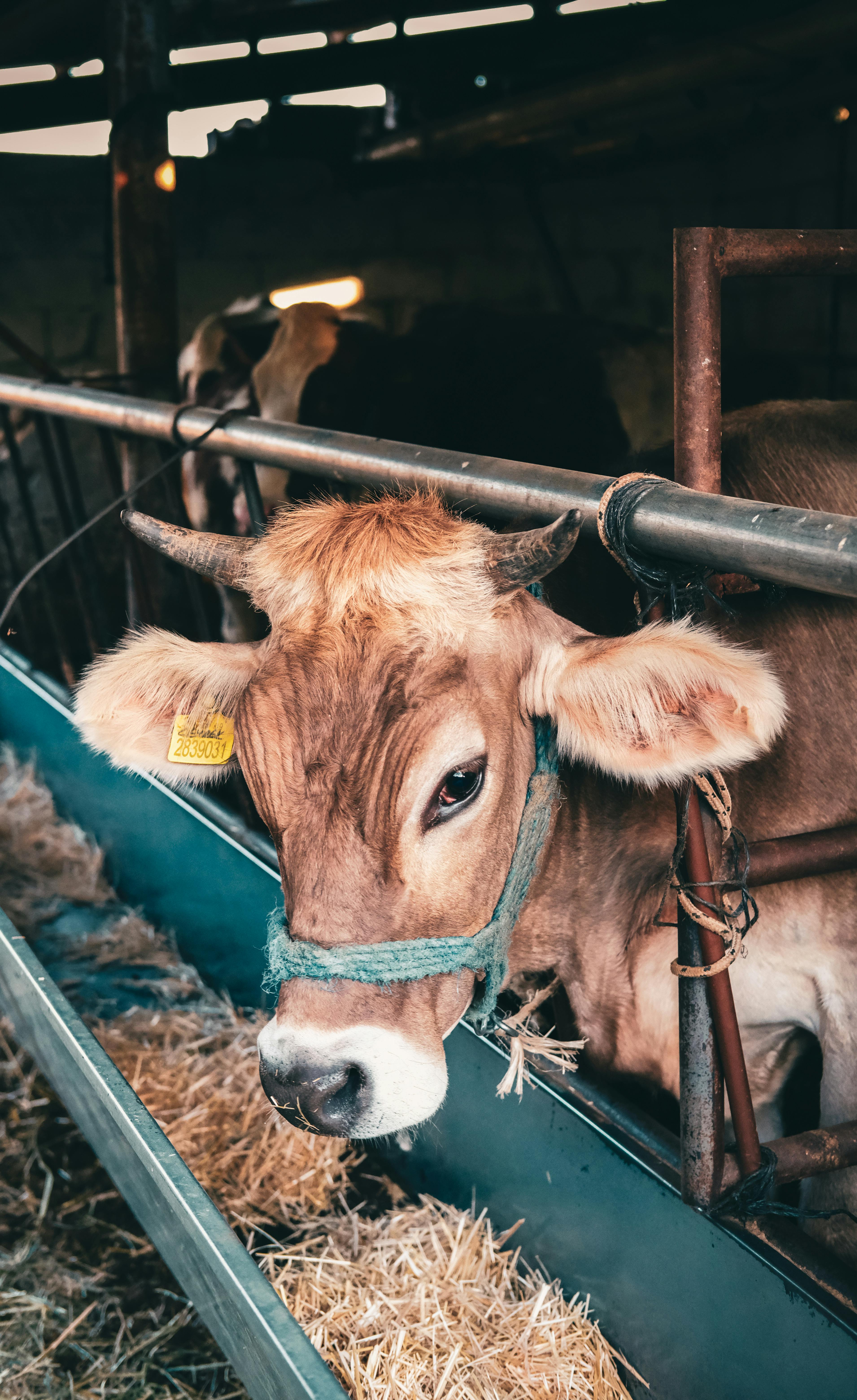 Gratuit Gros plan d'une vache brune à cornes dans une grange, mettant en valeur la vie à la ferme rurale. Photos