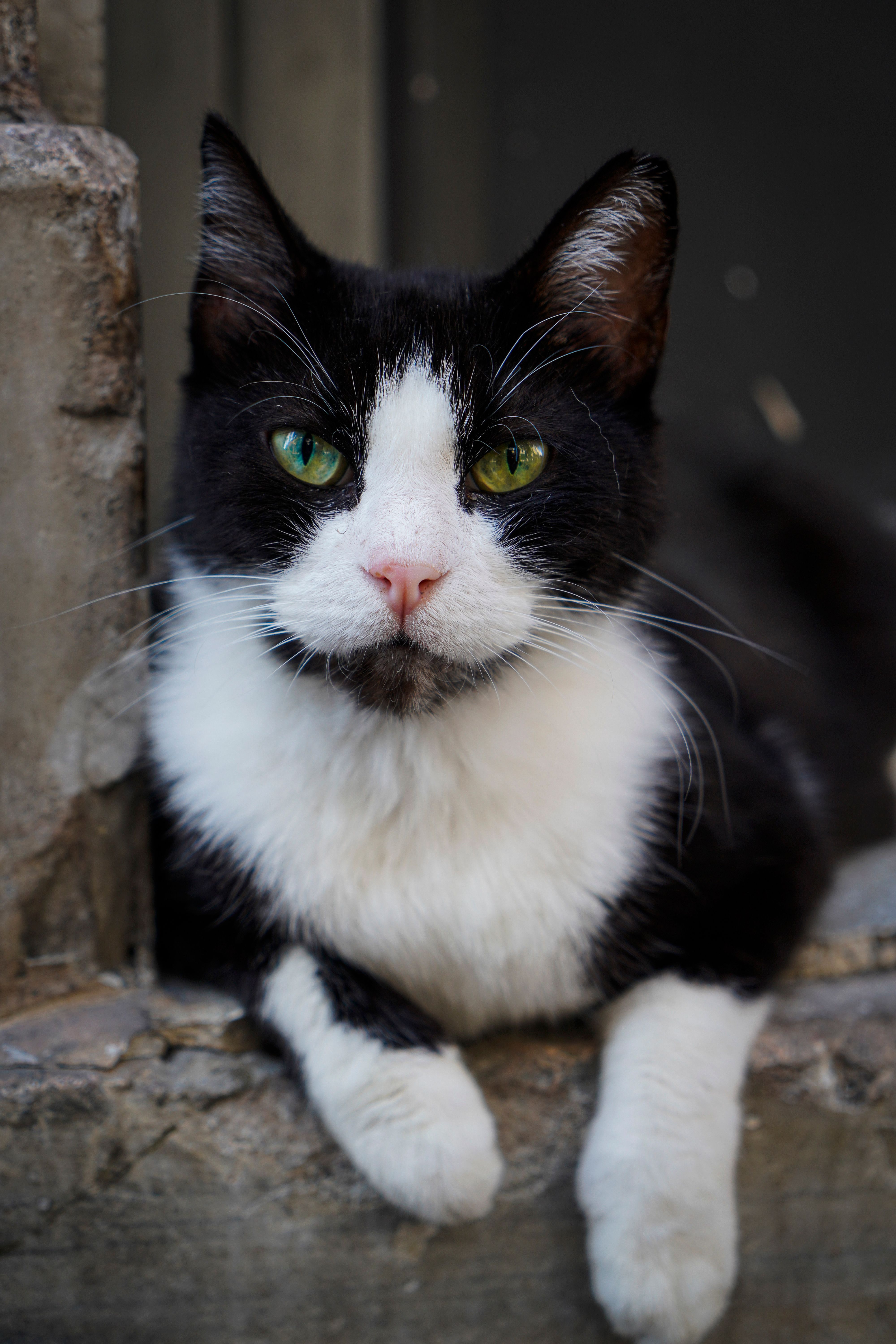 Gratuit Un chat noir et blanc serein avec des yeux verts se repose en extérieur, encadré par un environnement en pierre rustique. Photos