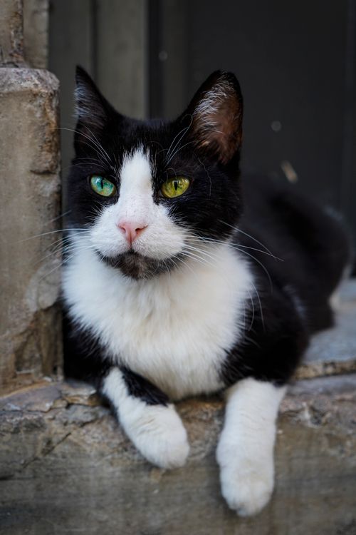 Free A relaxed black and white cat with green eyes sitting on a stone step outdoors. Stock Photo