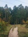 Peaceful Forest Path Through Pine Trees