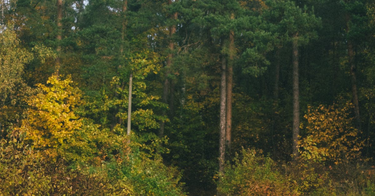 澀水步道手作修復 生態環保工法守護自然美景