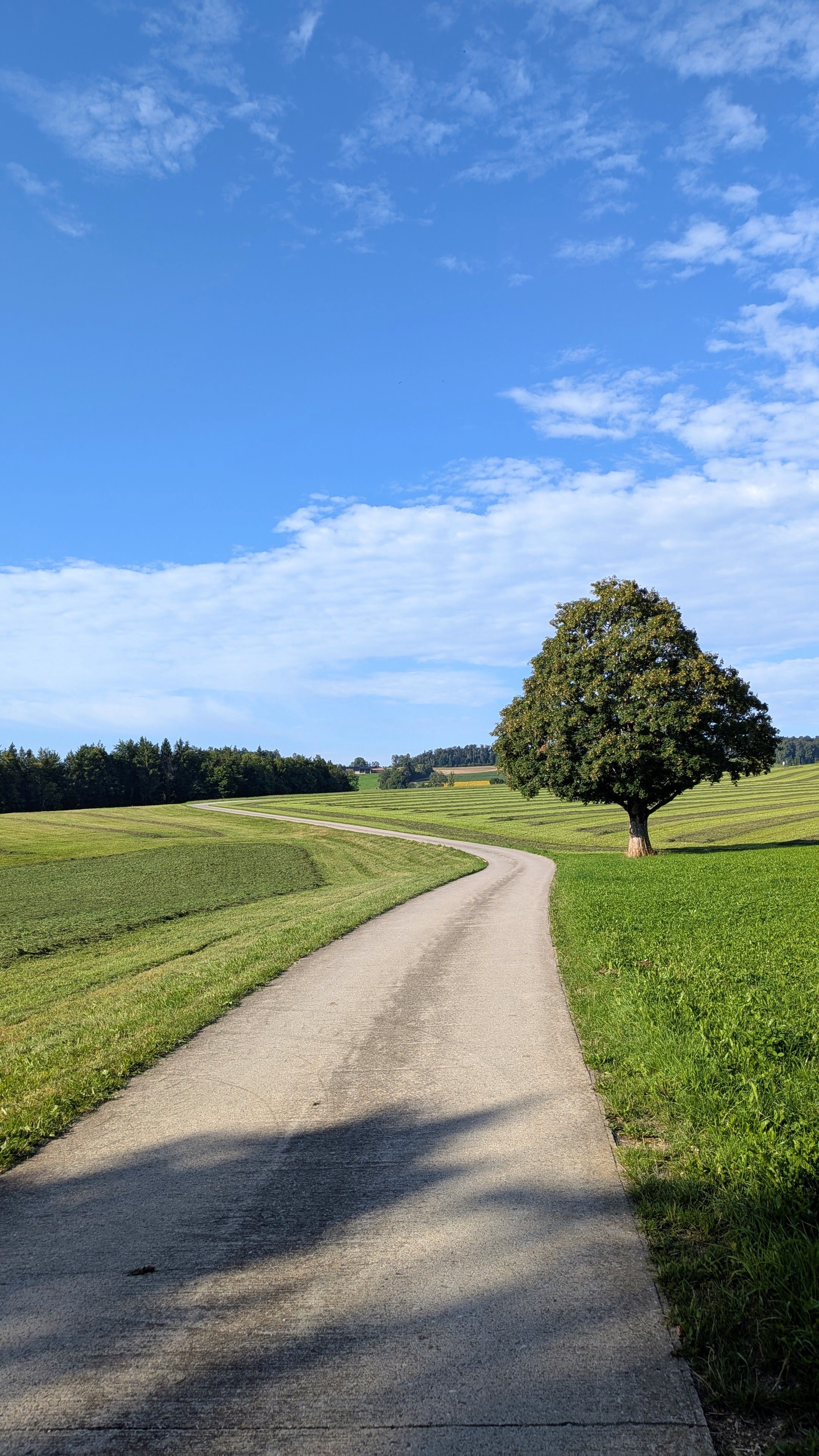 A peaceful country road in Switzerland lined with green fields and a solitary tree under a clear blue sky.