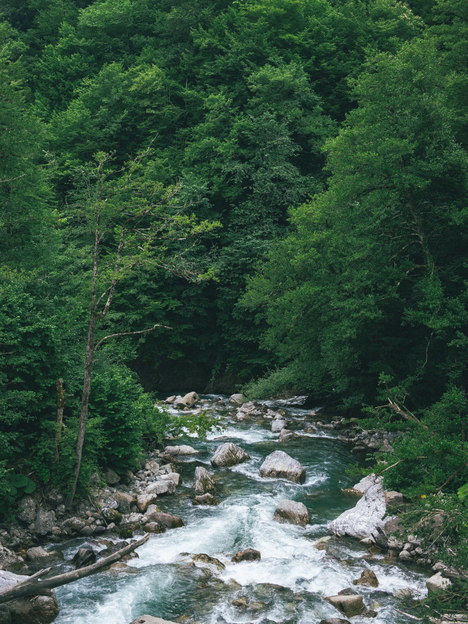 A river flowing through a forest with green trees · Free Stock Photo