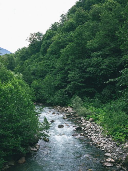 Free Tranquil river in a dense forest, perfect for nature and outdoor themes. Stock Photo
