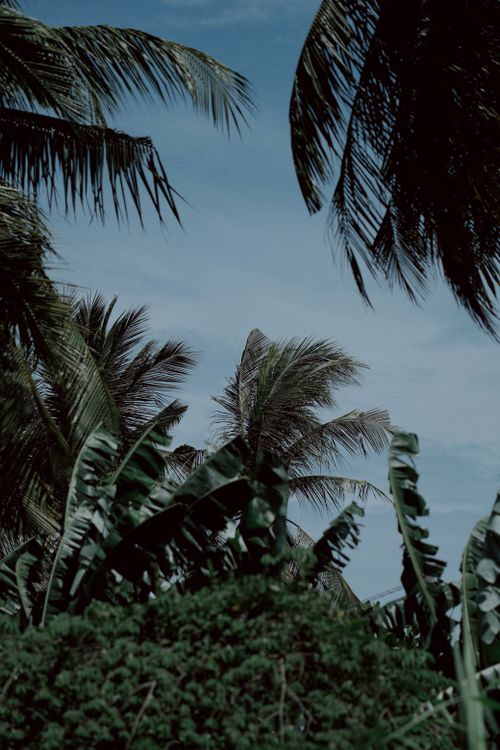 Free Lush tropical palm trees silhouetted against a clear blue sky, conveying a sense of tranquility. Stock Photo