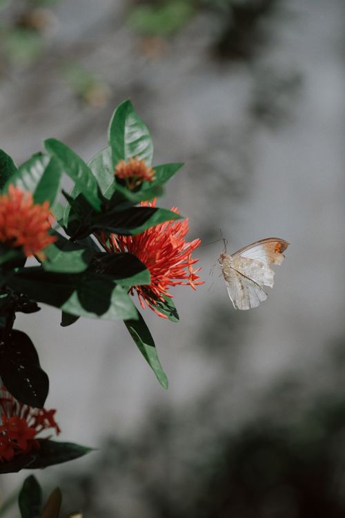 Free A butterfly hovers near a vibrant red flower, showcasing nature's delicate balance. Stock Photo