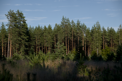 Free A dense pine forest captured under a clear blue sky, exemplifying natural beauty. Stock Photo