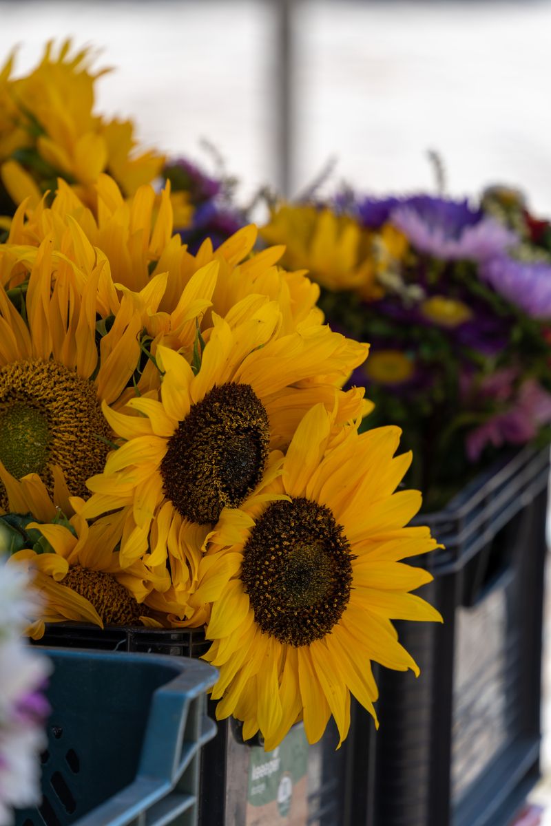Bright sunflowers and wildflowers in baskets at an outdoor farmers market.