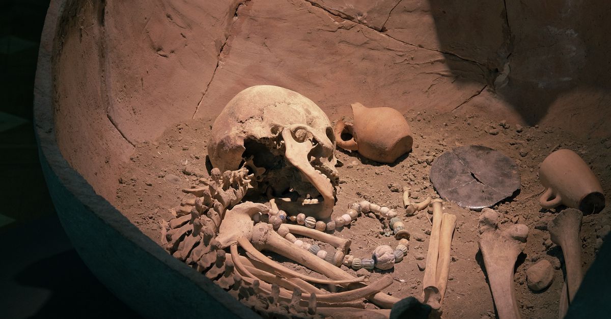 8 fósiles que muestran la transformación cerebral y cultural en la evolución humana 8 fósiles que muestran la transformación cerebral y cultural en la evolución humana