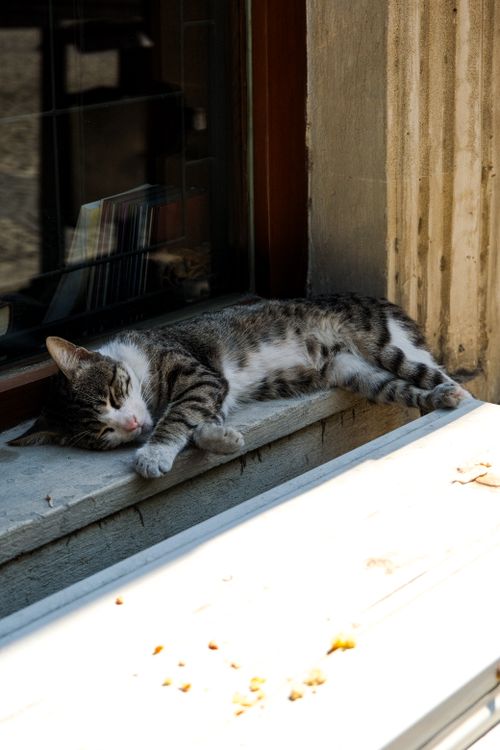 Free A relaxed tabby cat sleeping on a windowsill basking in sunlight. Stock Photo