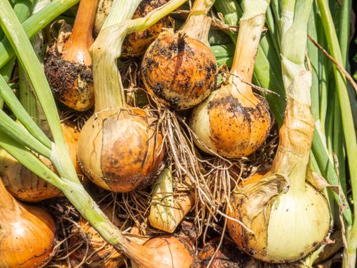Free Close-up of freshly harvested onions with soil, showcasing garden freshness and rural agriculture. Stock Photo