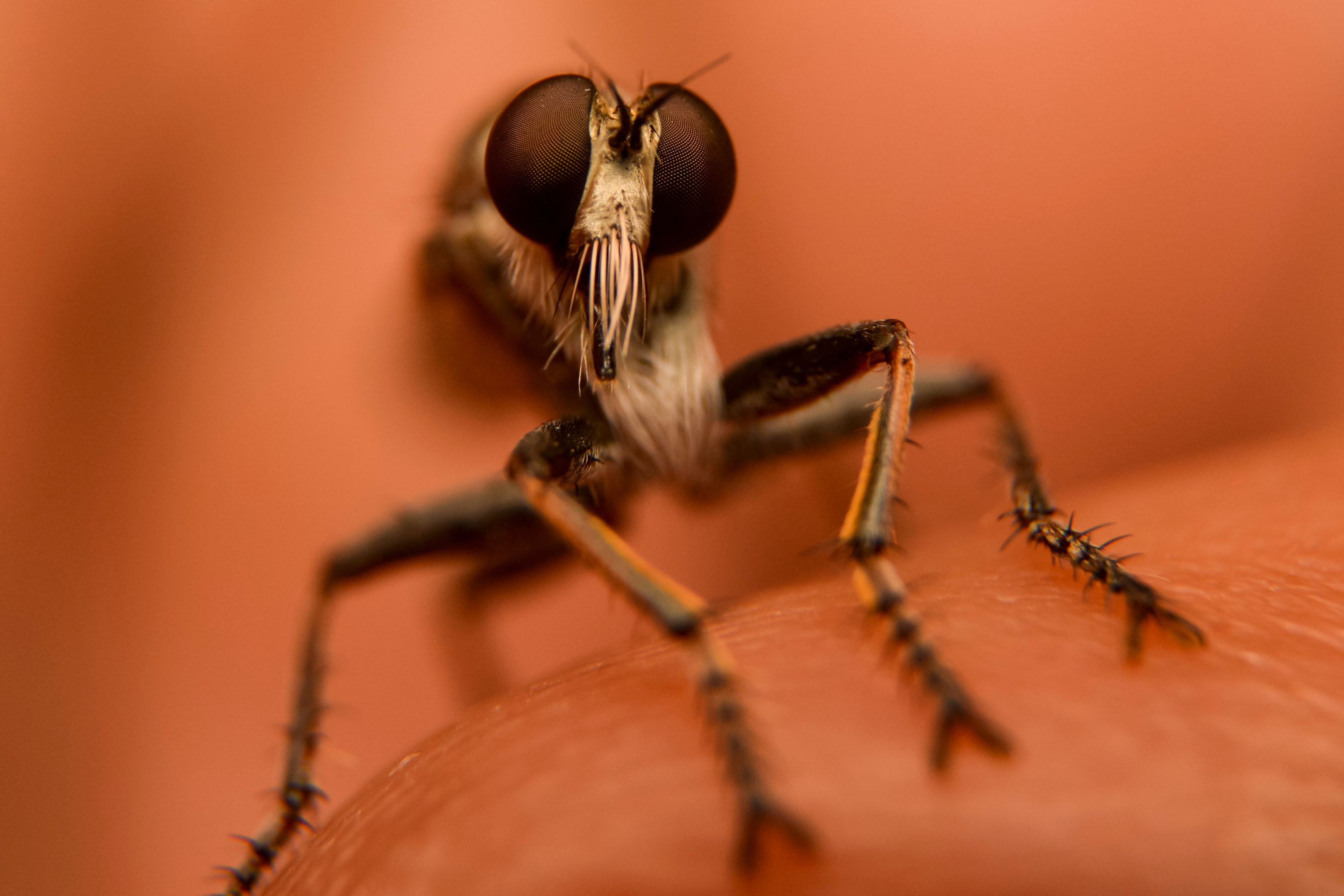 Close-up of a robber fly perched on human skin, highlighting its compound eyes and detailed features.