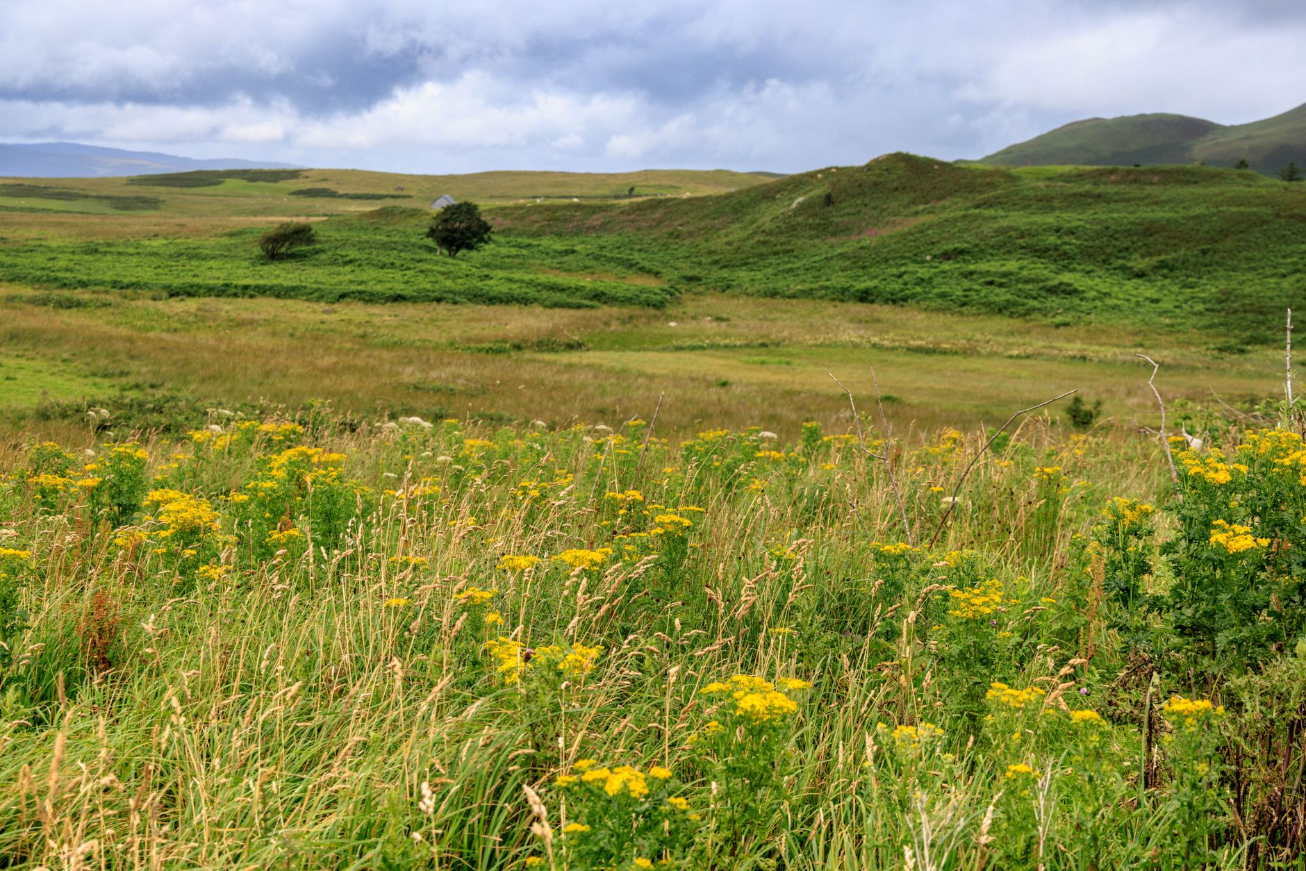 Lush green landscape in Scottish Highlands with vibrant yellow wildflowers under a cloudy sky.