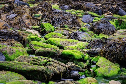 Free Lush green seaweed covering rocks on Scotland's rugged coastline. Stock Photo