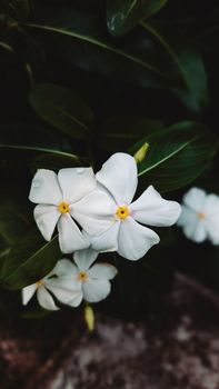 Image by Ivett M