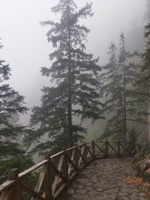 Free Serene mist-covered path winding through pine trees in Trabzon, Türkiye Stock Photo