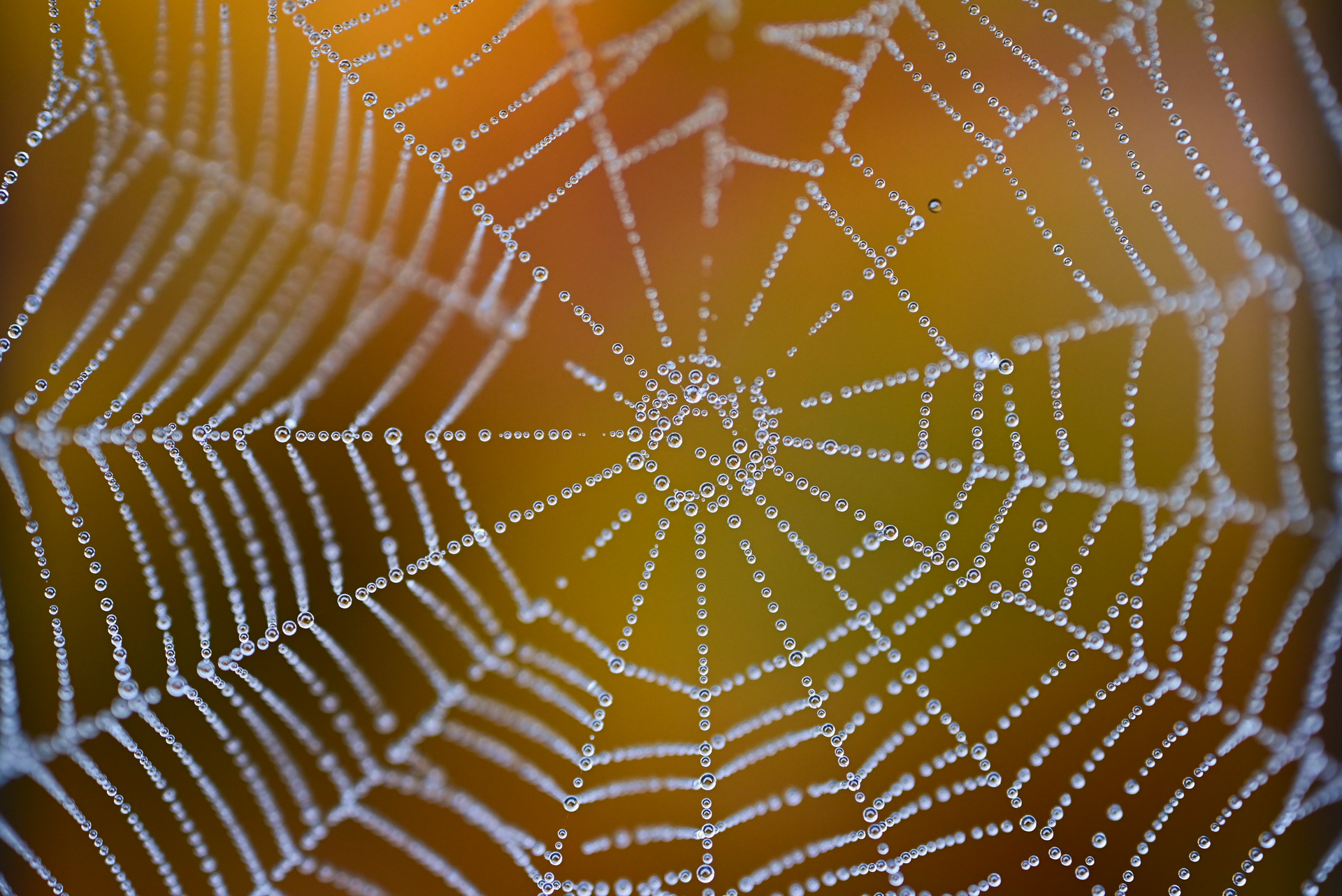 Close-up of a spider web adorned with morning dew against an autumnal backdrop.