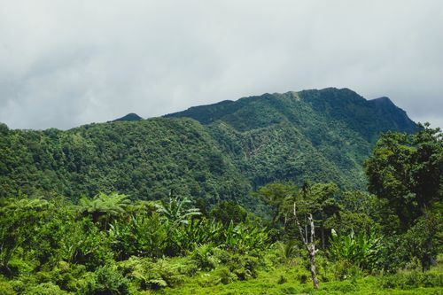 Free Explore the verdant landscape of Bicol, Philippines, with dense tropical flora and rolling mountains. Stock Photo
