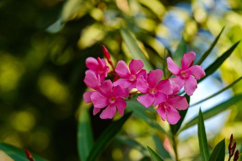 Free A cluster of vibrant pink oleander flowers with lush green leaves basking in sunlight. Stock Photo