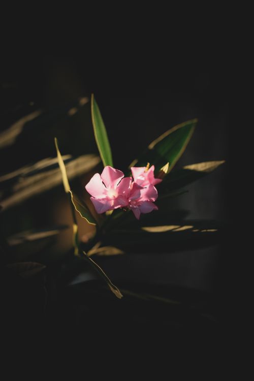Free Close-up of a beautiful pink oleander flower with dramatic lighting. Stock Photo