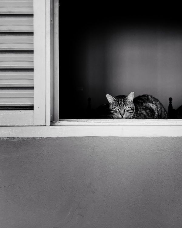 Serene Tabby Cat Relaxing by Window · Free Stock Photo