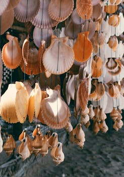 Artistic arrangement of seashells hanging outdoors in soft, natural light.
