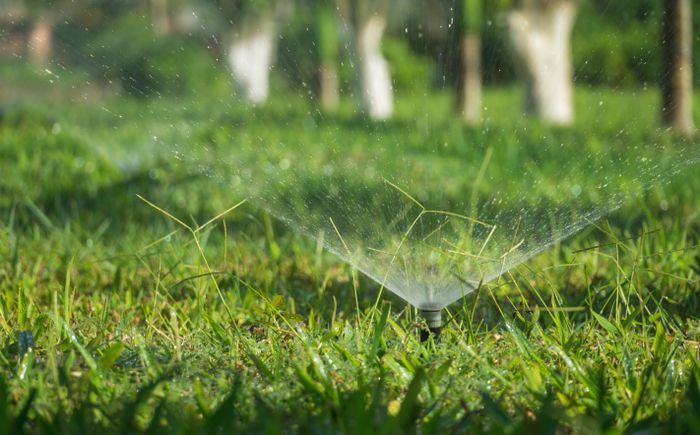 Sprinklers watering a lawn at golden hour