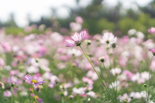 Free Cosmos Plants on a Field  Stock Photo