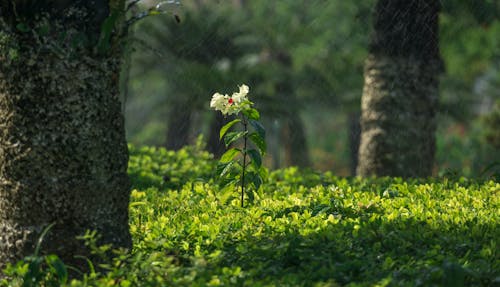 Beautiful White Flower in a Forest 