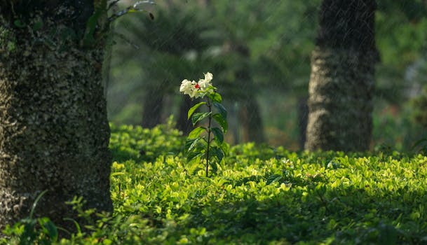 A single white flower stands out in a lush green forest during a gentle rain shower, capturing nature's tranquility.