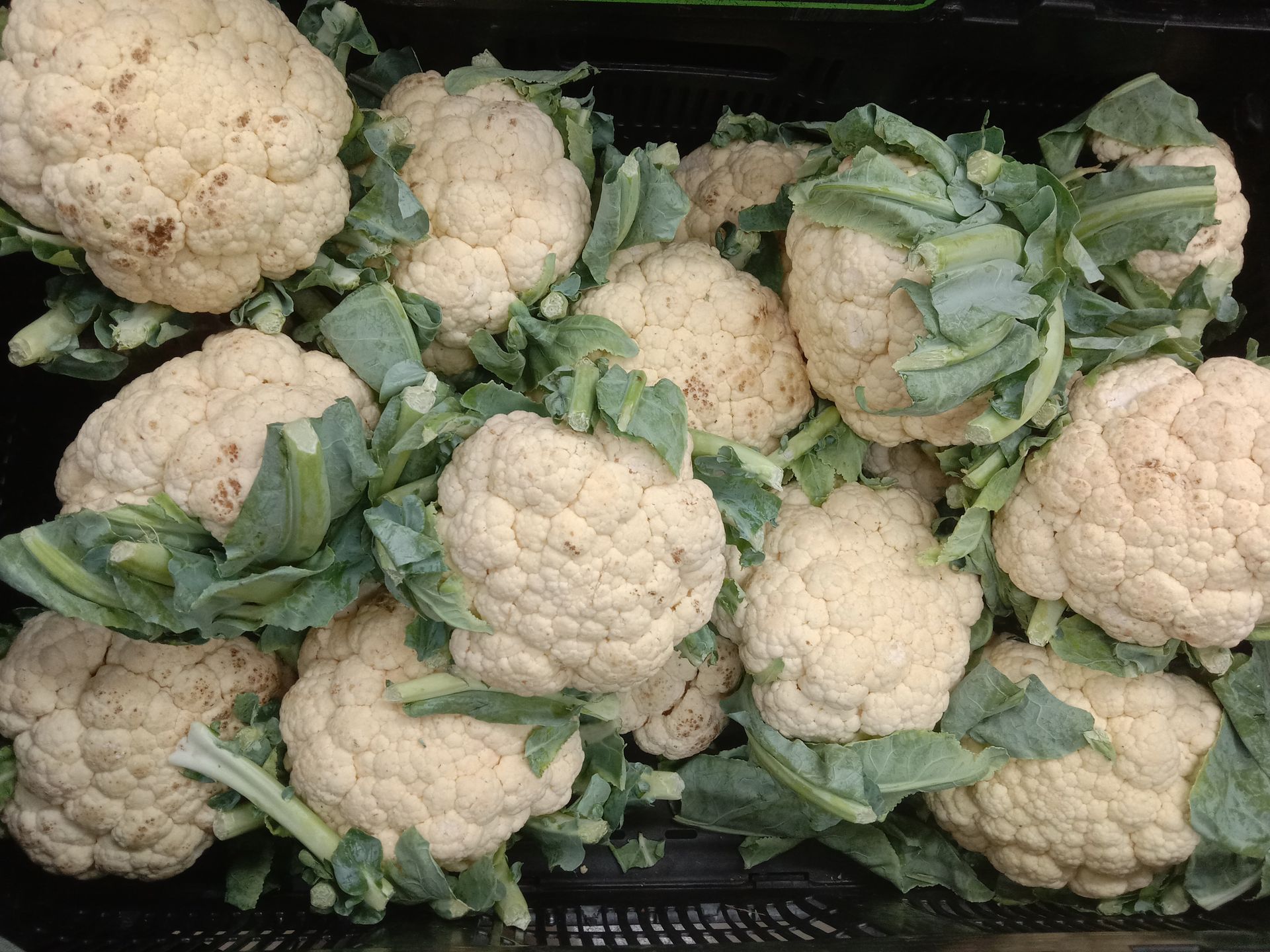 Top view of fresh cauliflowers with leaves at an Indian market, ready for sale.