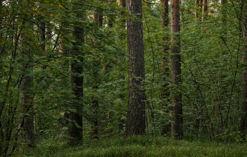 Free Peaceful view of a dense boreal forest with tall trees and lush undergrowth. Stock Photo