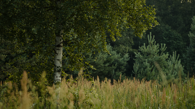 Tranquil scene of a birch tree amidst dense, lush forest foliage.