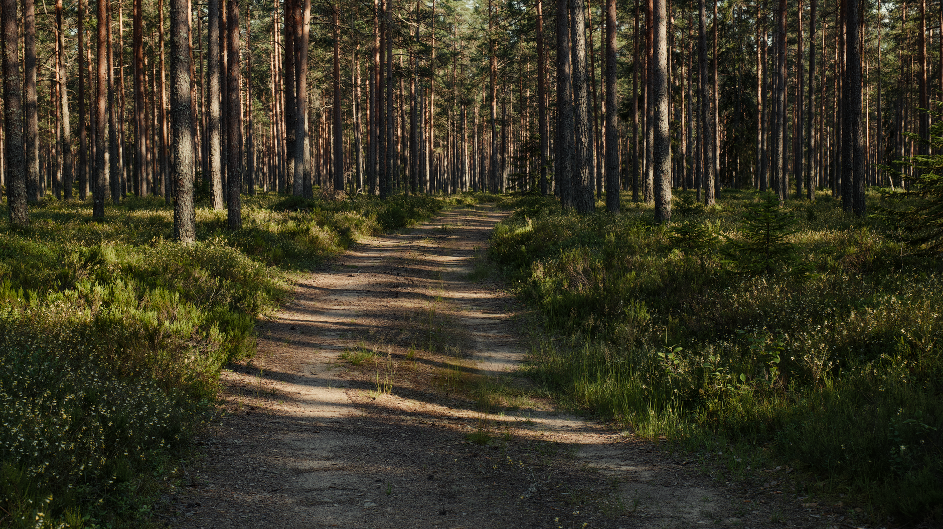 Explore a serene forest pathway flanked by tall trees and lush greenery, capturing nature's tranquility.