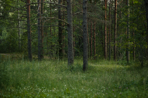 Free Tranquil forest scene with dense foliage and towering trees, capturing nature's serenity. Stock Photo