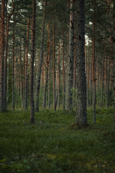 Tranquil scene of a lush boreal forest, showcasing tall conifer trees in natural habitat.