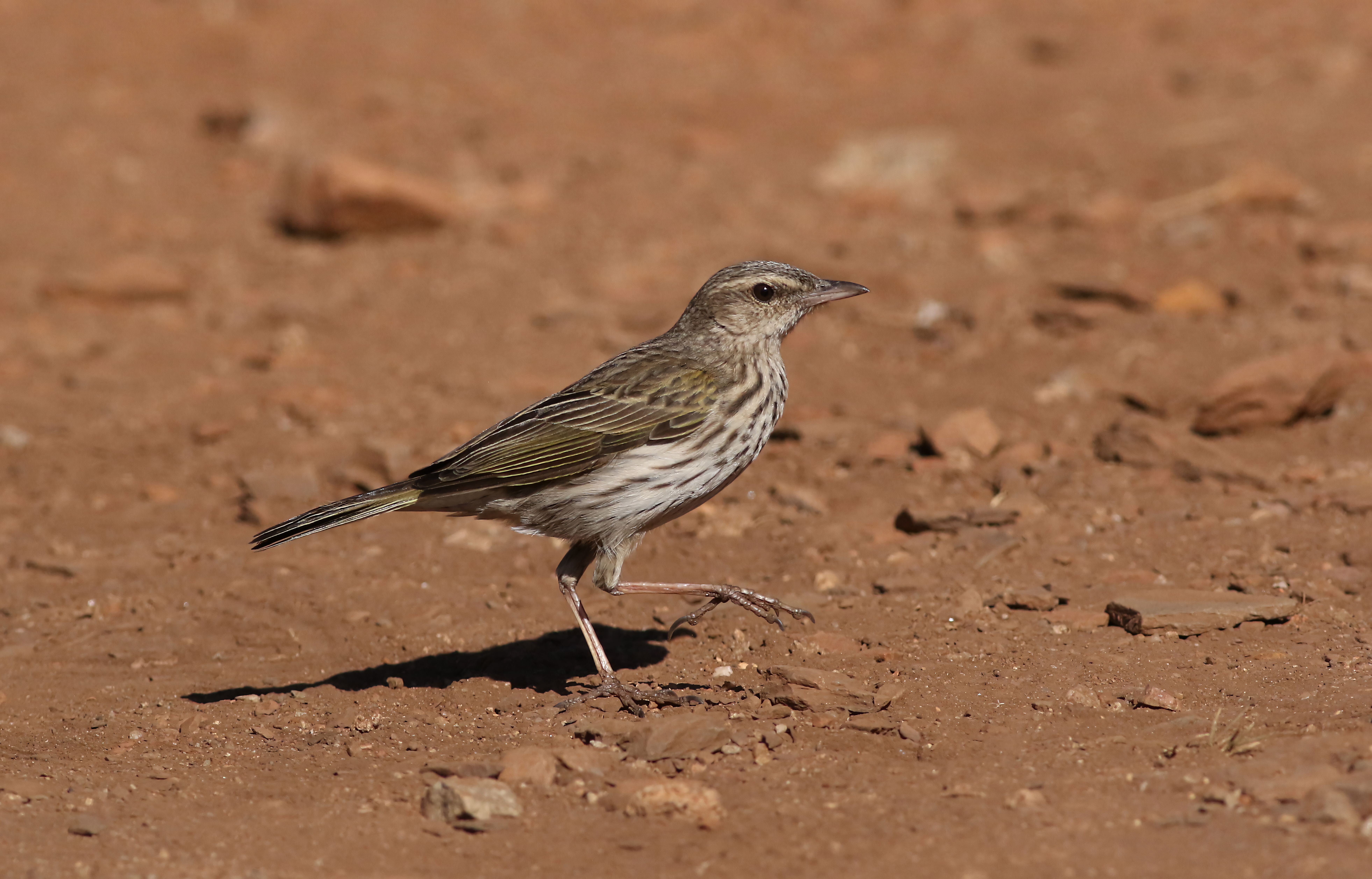 Striped Pipit Walking in Natural Habitat · Free Stock Photo
