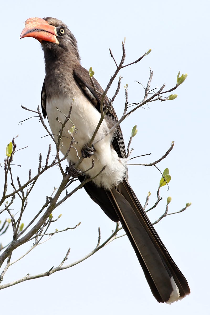 Bird Watching