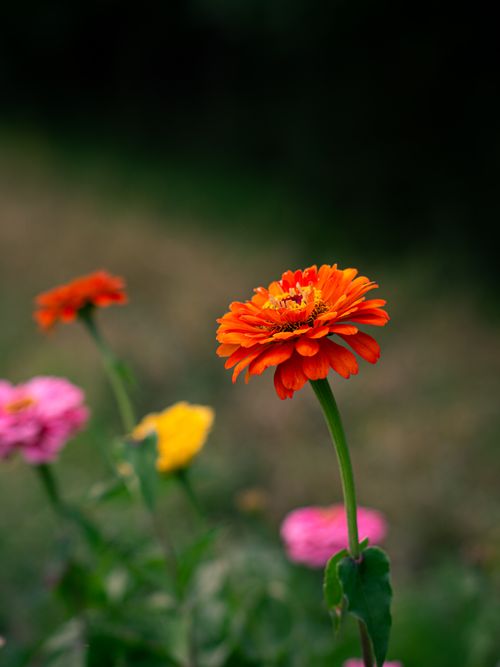 Free Vibrant zinnia flowers in full bloom, showcasing nature's beauty in a vivid garden setting. Stock Photo